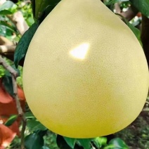 大埔蜜柚