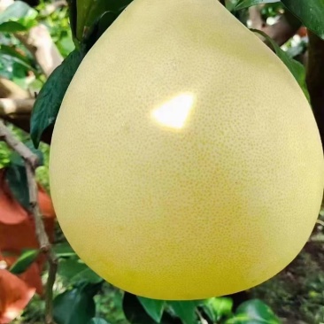 大埔蜜柚