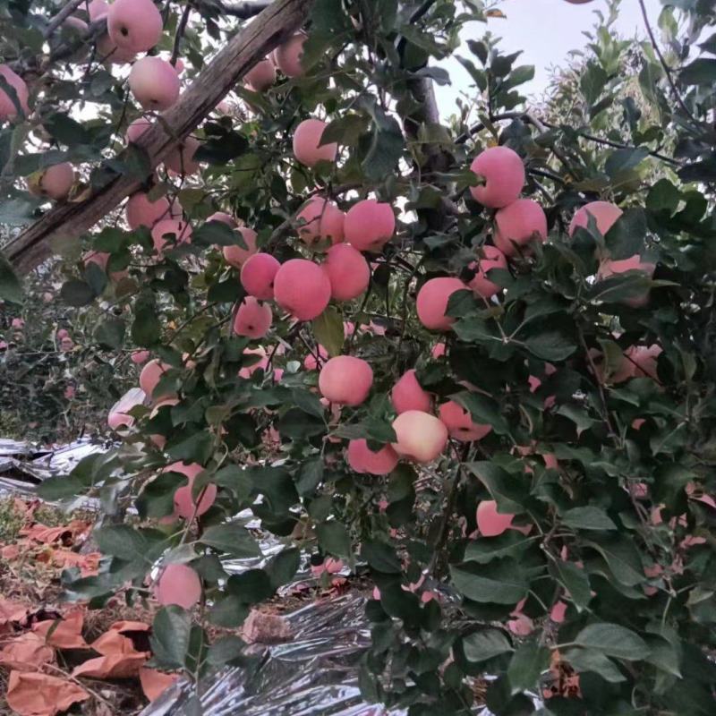爱妃苹果大量有货