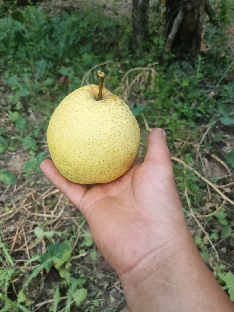 乾县甘河砀山酥梨