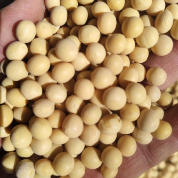 东北高蛋白特大粒大豆，黄豆，豆腐坊专用豆精品。