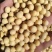 东北高蛋白特大粒大豆，黄豆，豆腐坊专用豆精品。