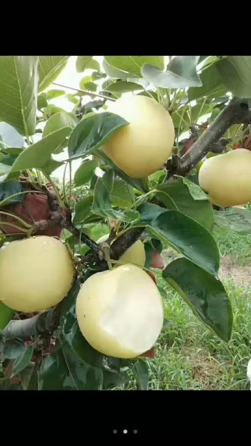 博望黄金梨