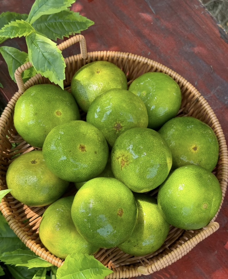 云南蜜桔皮薄多汁口感酸甜无核无渣皮大量供应一件代发