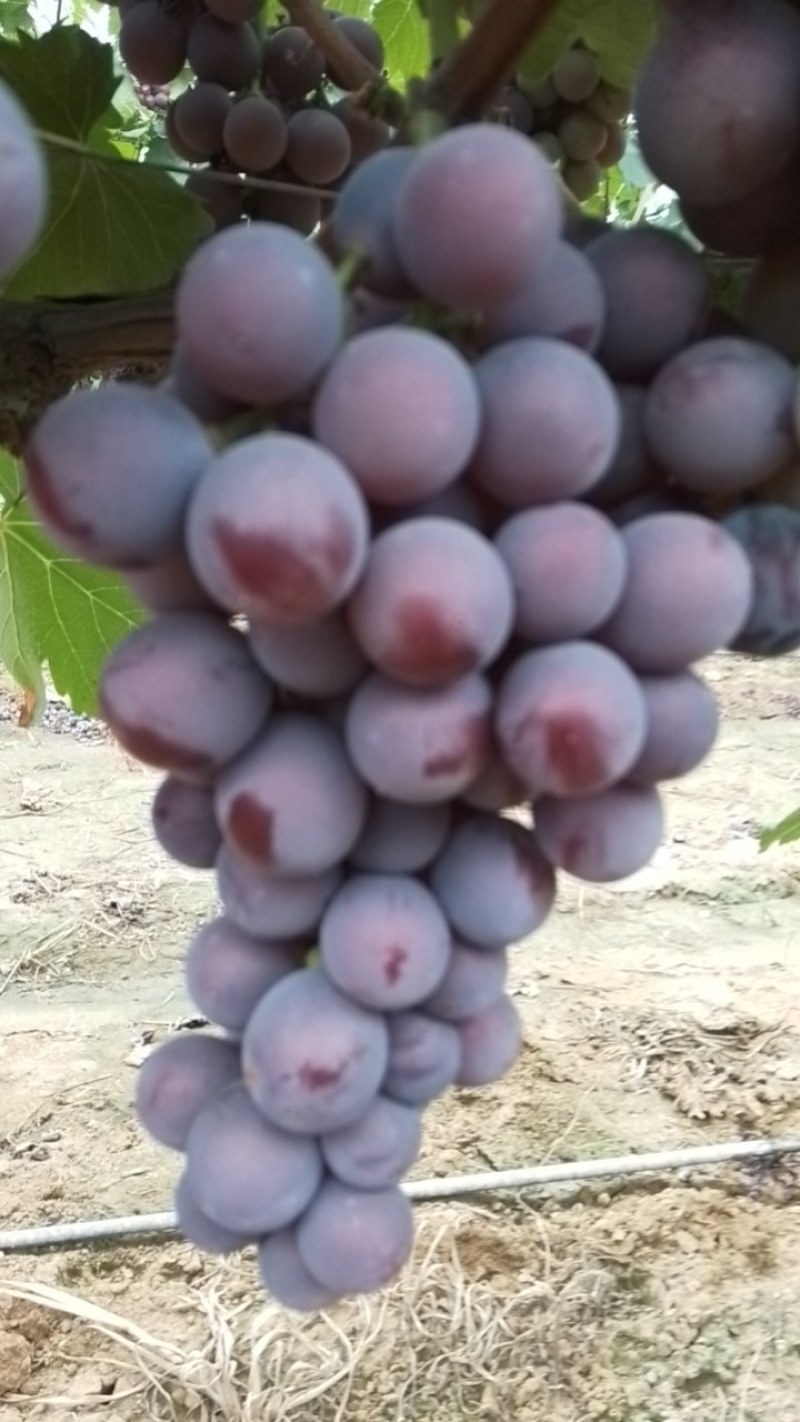 巨峰葡萄