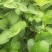 草莓苗