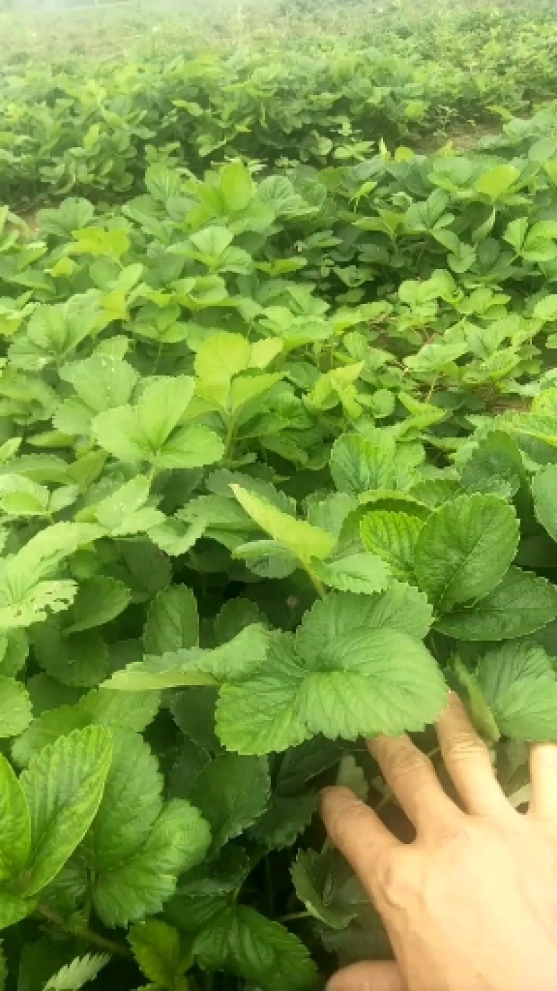 草莓苗