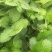 草莓苗