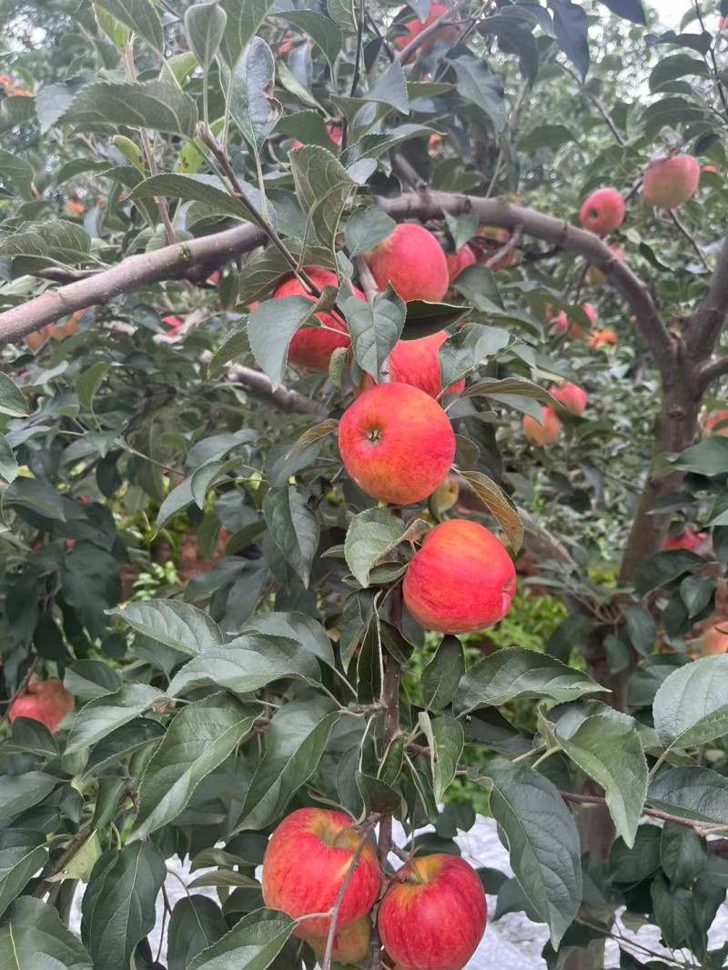 昭通红露苹果优质选购品质保证现摘现发