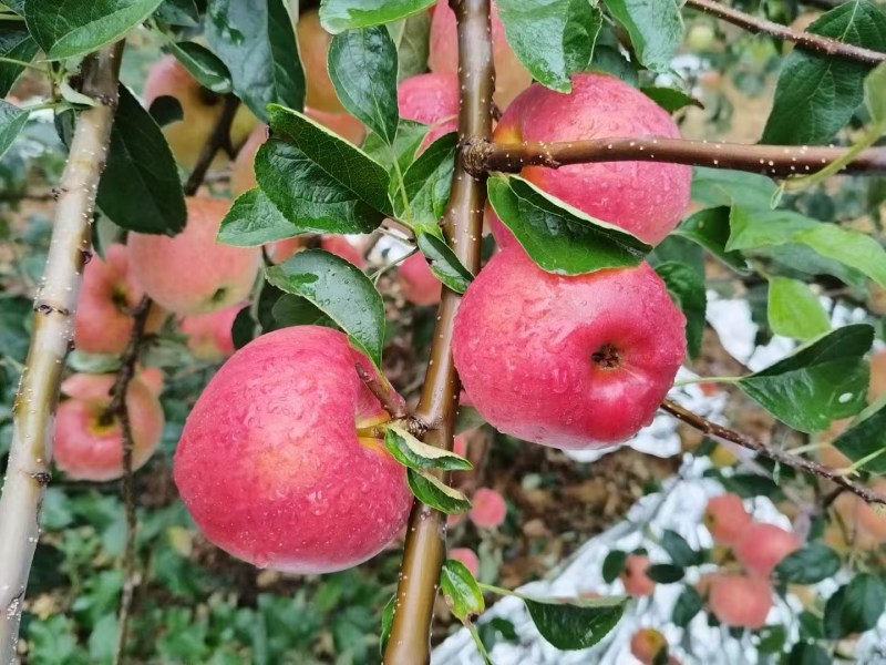 昭通红露苹果优质选购品质保证现摘现发