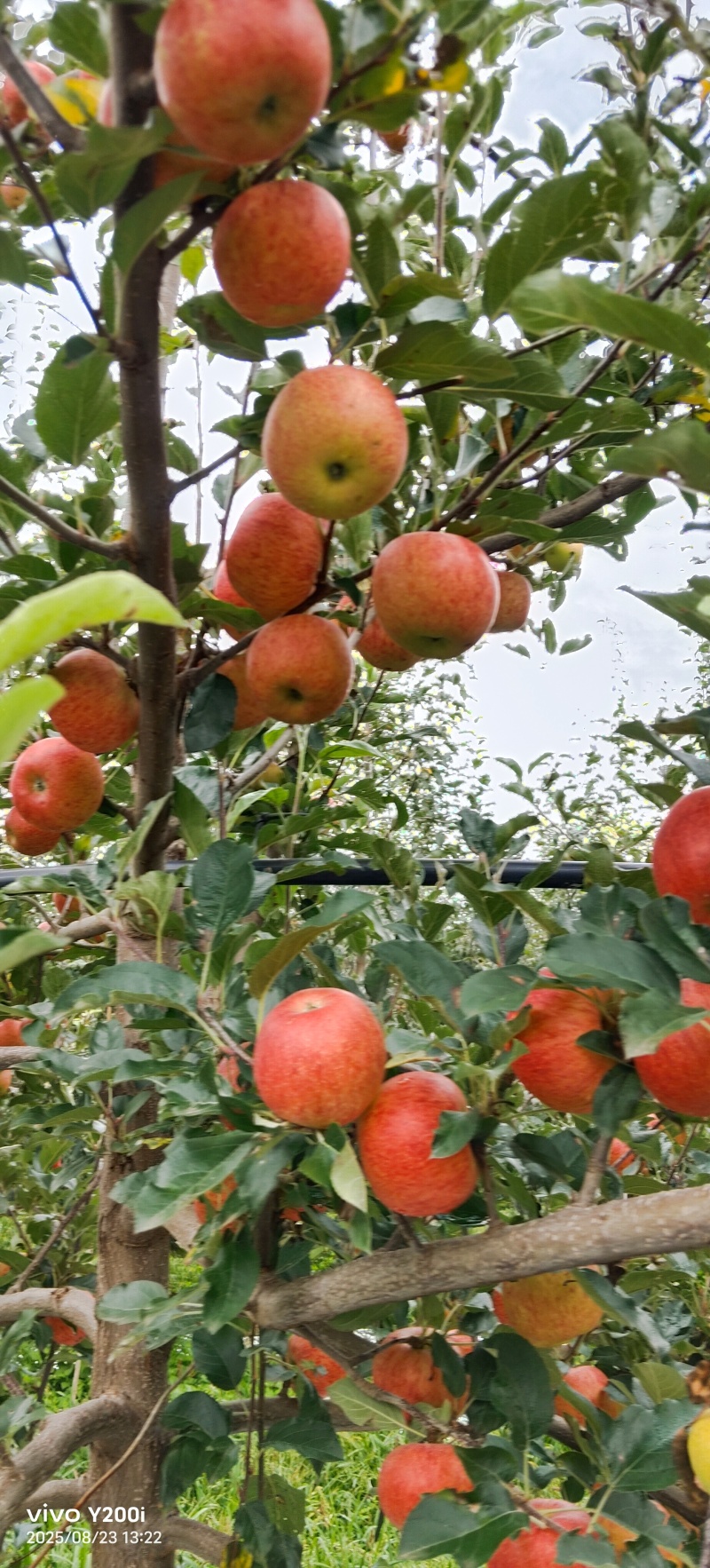 嘎啦苹果