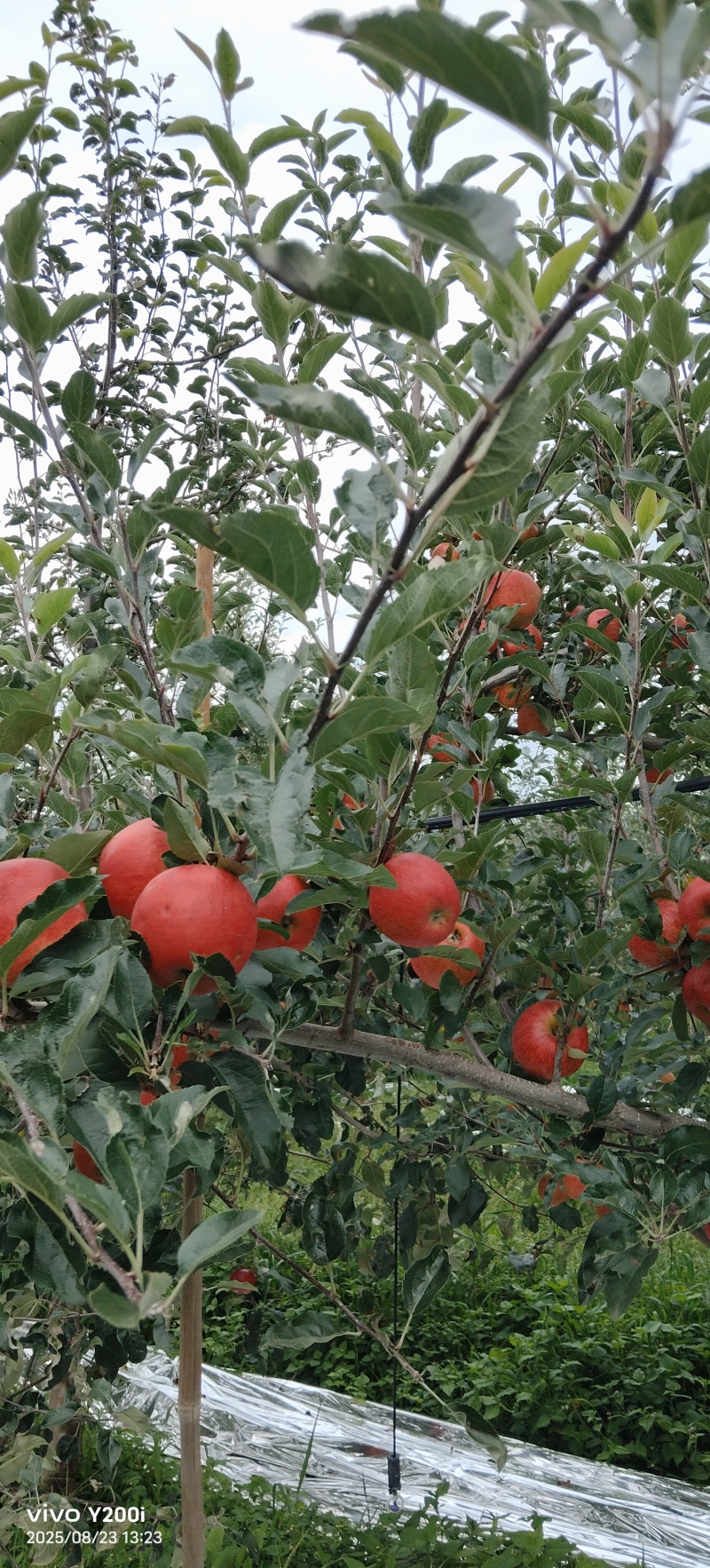 嘎啦苹果