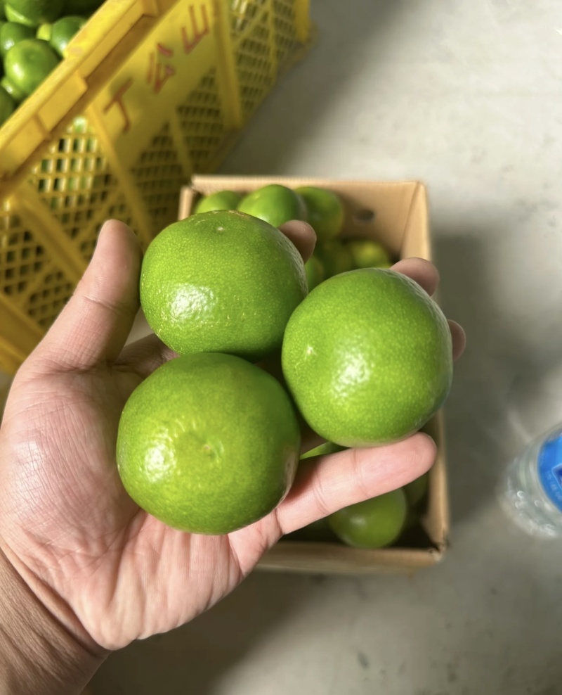 云南特产蜜桔场地直供电商社团各大平台，市场货电商货大量供