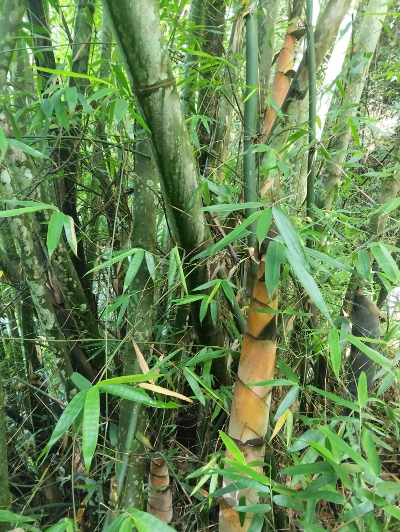 山竹笋干
