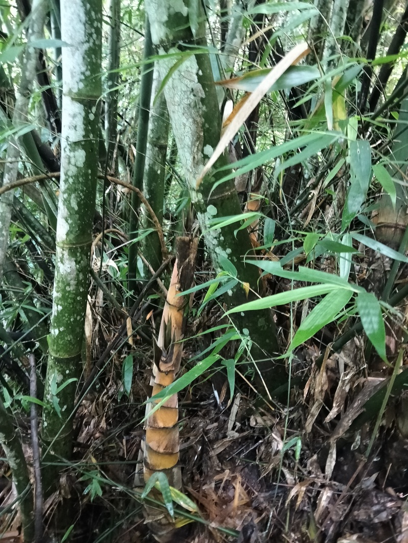 山竹笋干