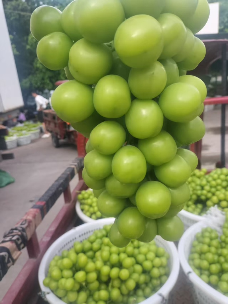 阳光玫瑰