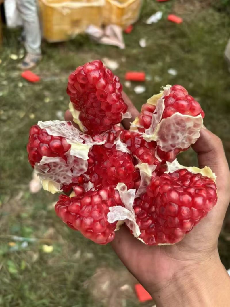 老板你好，今天（8月25日），石榴价格很不错，如果需要，