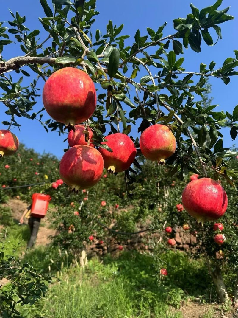 老板你好，今天（8月25日），石榴价格很不错，如果需要，