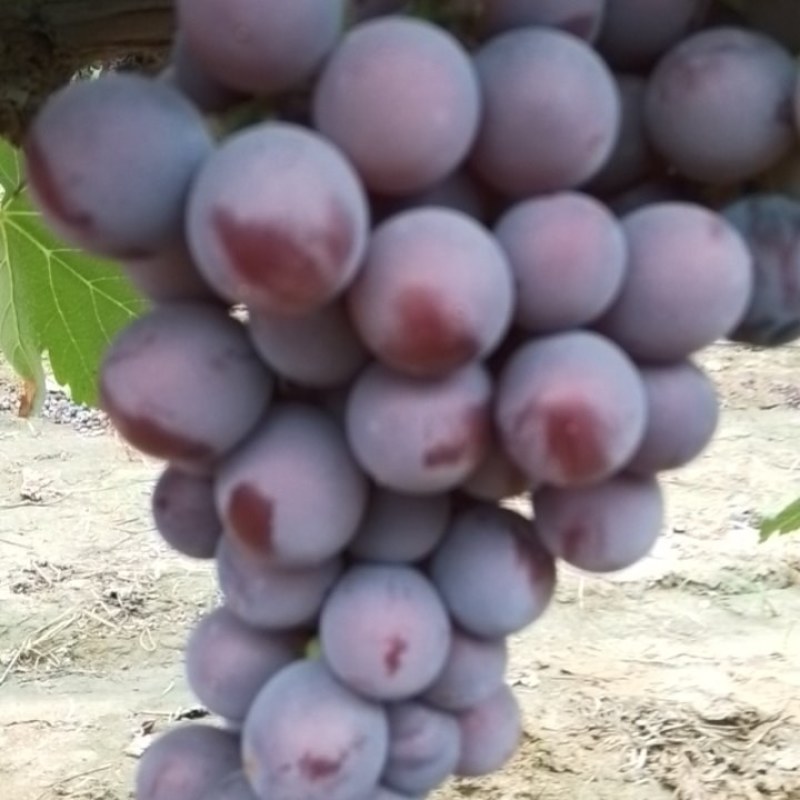 巨峰葡萄