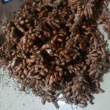 姜黄年初种十二月收