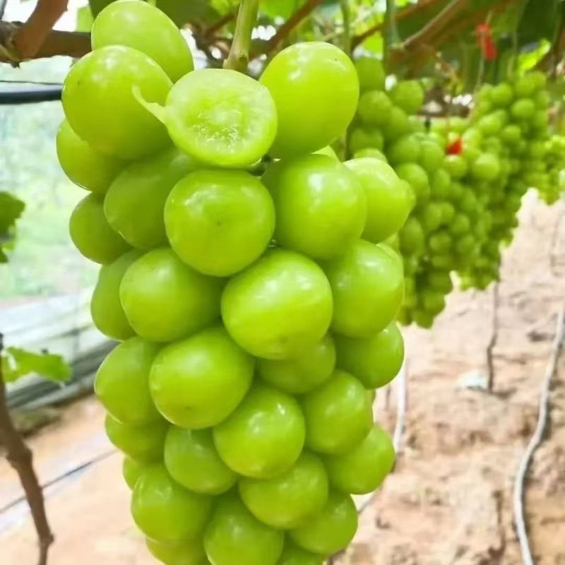 阳光玫瑰，山东阳光玫瑰。大量现货价格便宜，质量保证可代收