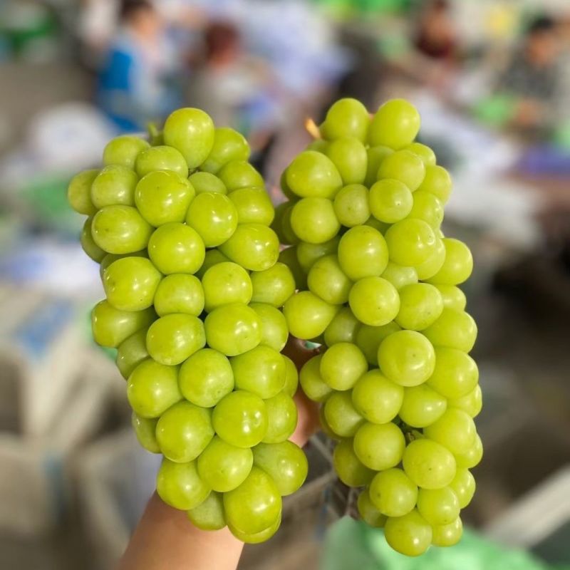 阳光玫瑰，山东阳光玫瑰。大量现货价格便宜，质量保证可代收