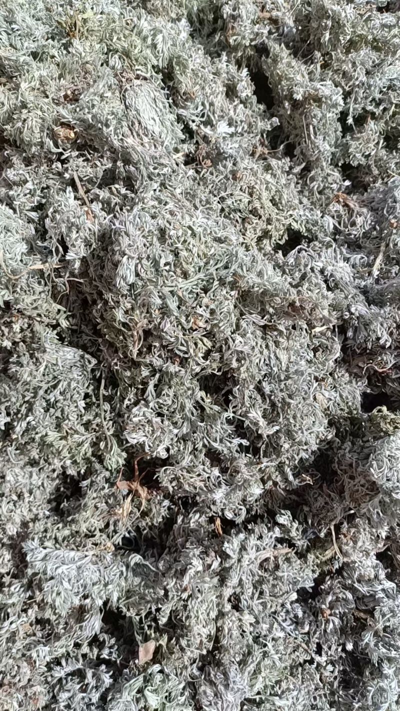 茵陈，纯前期货