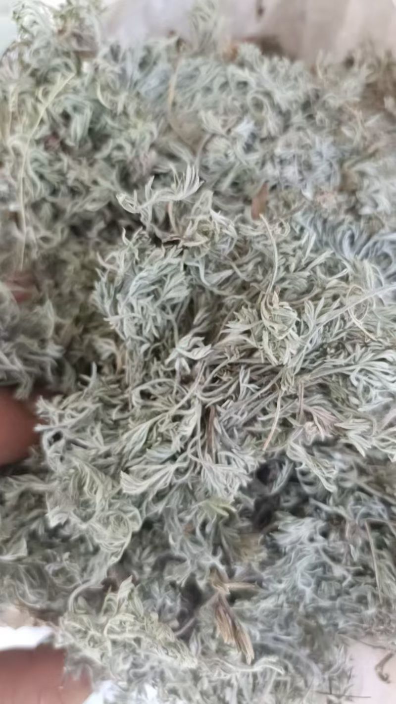 茵陈，纯前期货