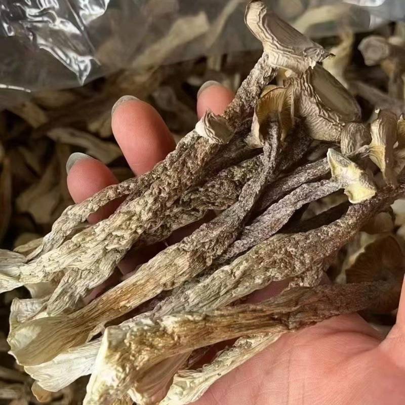 高品质鹿茸菇，无杂质无碎渣一件净重10斤
