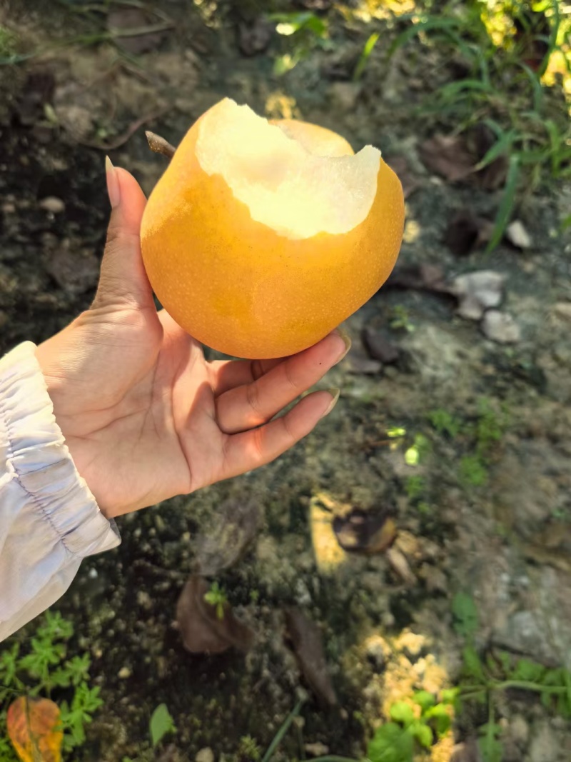 秋月梨产地大量上市，果肉细腻，入口即化，糖度达到15个