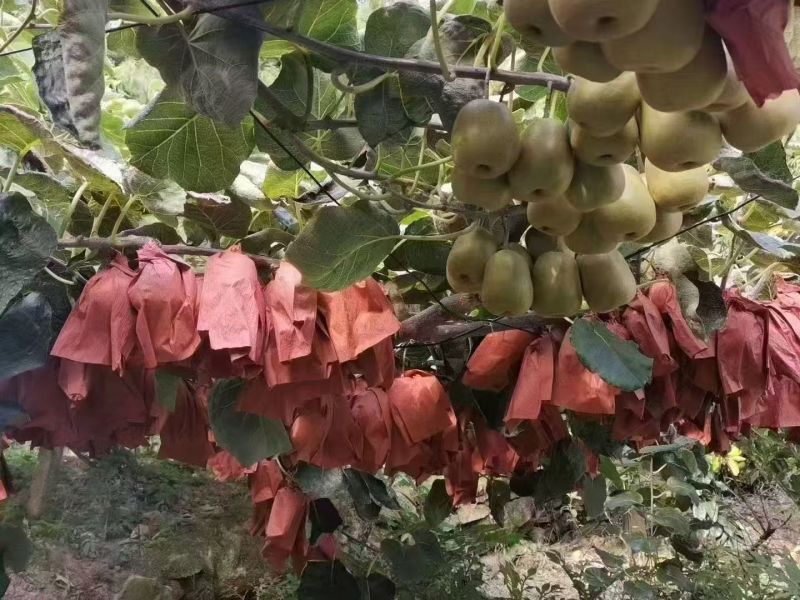 红心猕猴桃。