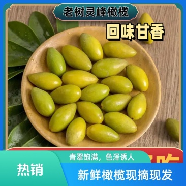 潮汕金灶灵峰正宗二号甜种橄榄现摘新鲜生吃预售/零售