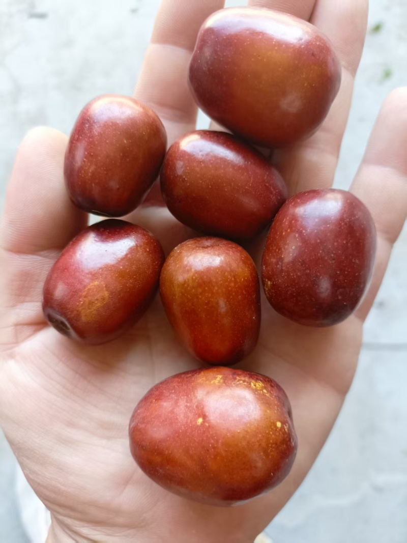 欢迎各位批发商来定货