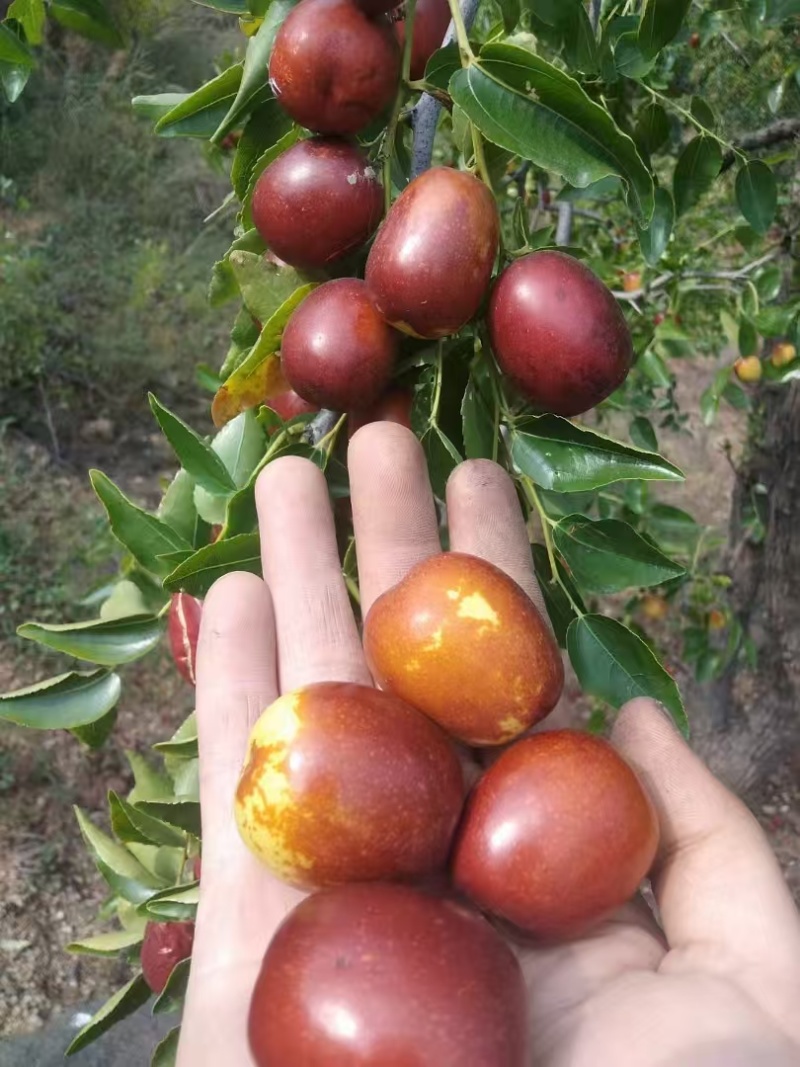欢迎各位批发商来定货