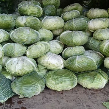 高山种植圆包菜
