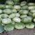 高山种植圆包菜