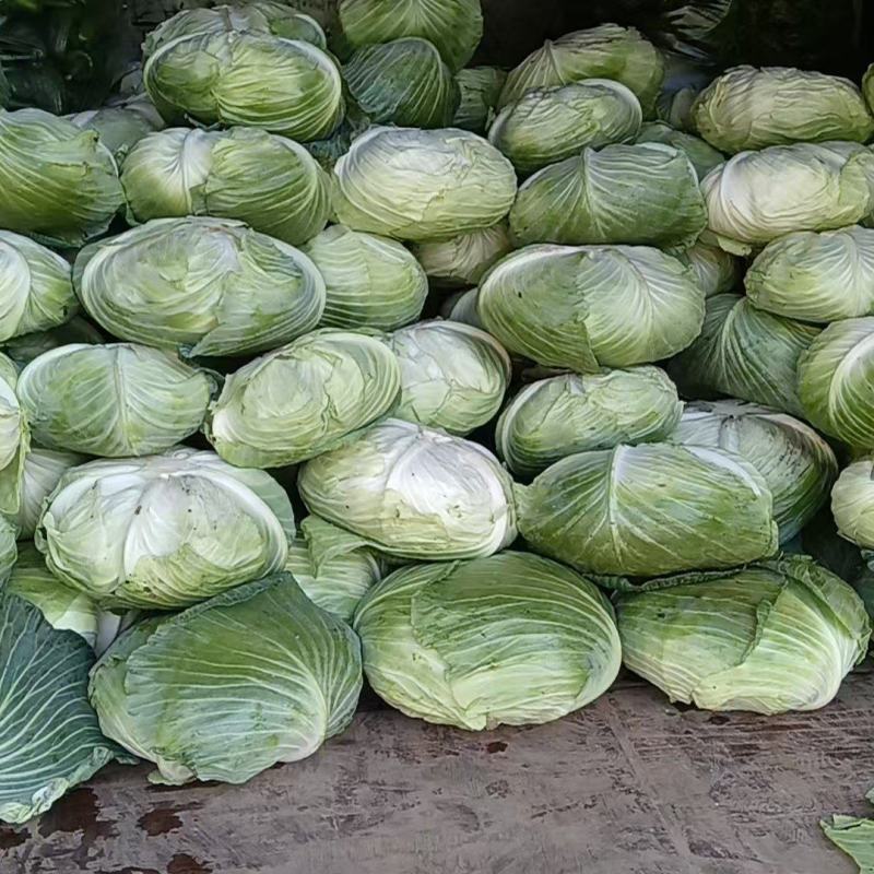 高山种植圆包菜