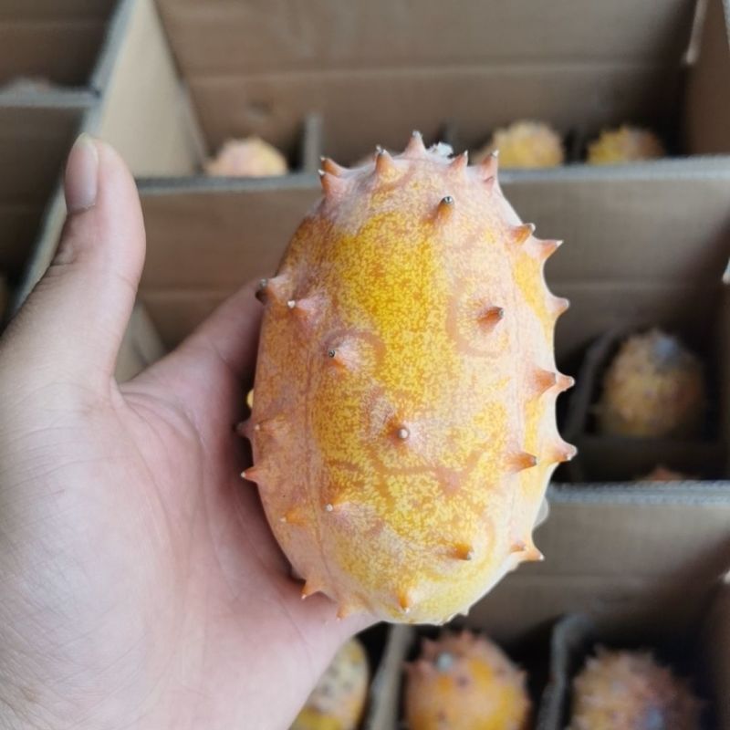 火参果种子非洲蜜瓜种籽刺角瓜火星果籽海参果特色蔬菜水果