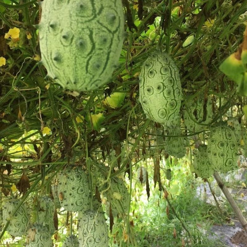 火参果种子非洲蜜瓜种籽刺角瓜火星果籽海参果特色蔬菜水果