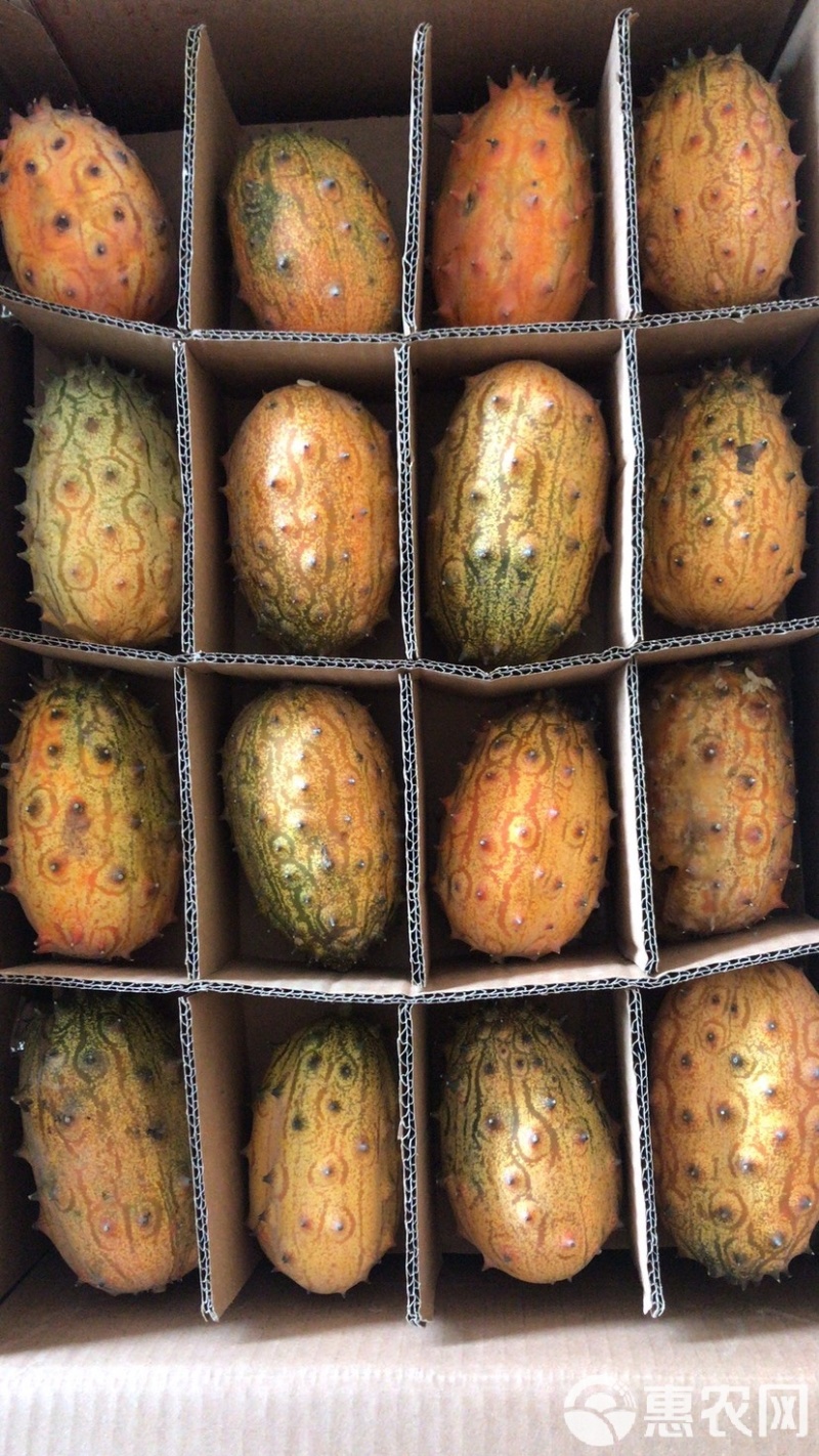 火参果种子非洲蜜瓜种籽刺角瓜火星果籽海参果特色蔬菜水果