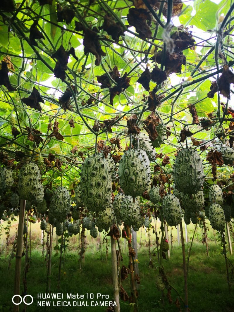 火参果种子非洲蜜瓜种籽刺角瓜火星果籽海参果特色蔬菜水果