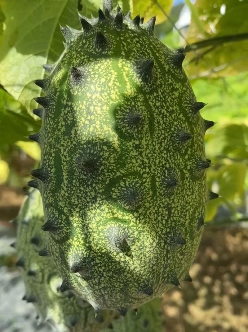 火参果种子非洲蜜瓜种籽刺角瓜火星果籽海参果特色蔬菜水果