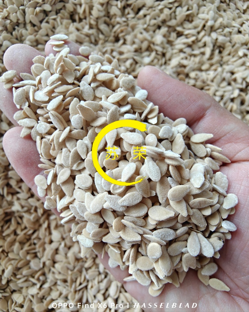 火参果种子非洲蜜瓜种籽刺角瓜火星果籽海参果特色蔬菜水果