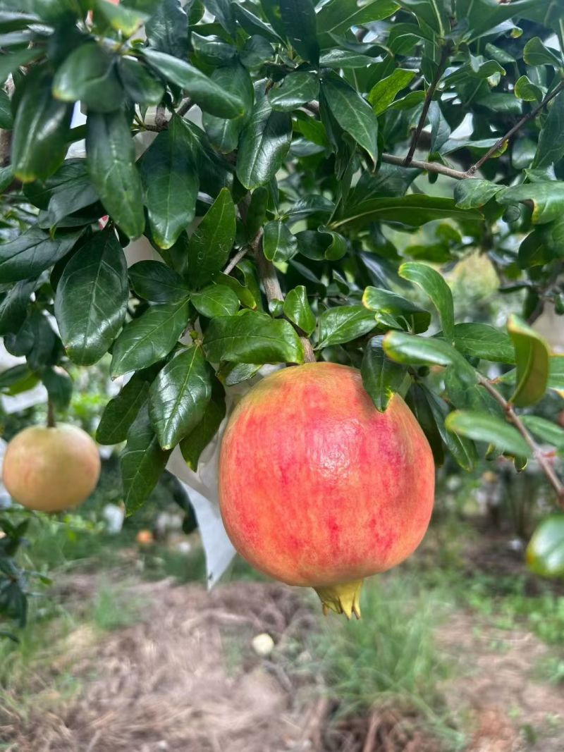 会理突尼斯软籽石榴