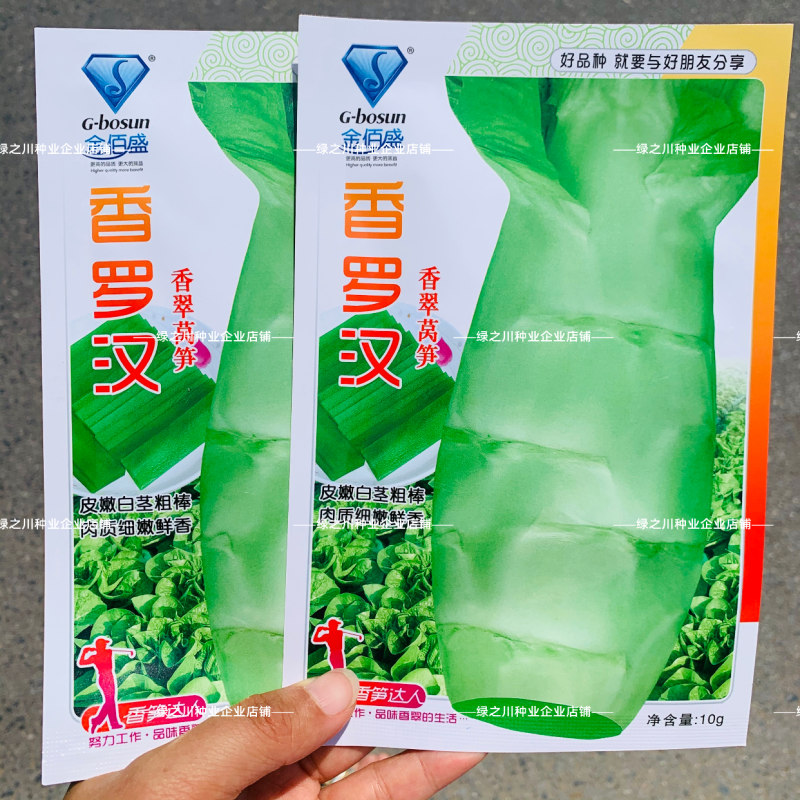金佰盛香罗汉莴笋种子春秋越冬蔬菜香翠莴苣种子白皮耐寒种籽
