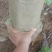 自挖自提。原生苗铁冬青，万紫千红，18棵，1000元一棵
