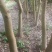 自挖自提。原生苗铁冬青，万紫千红，18棵，1000元一棵