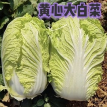 黄心大白菜，基地种植，大量上市了，毛货净货都有，欢迎联系
