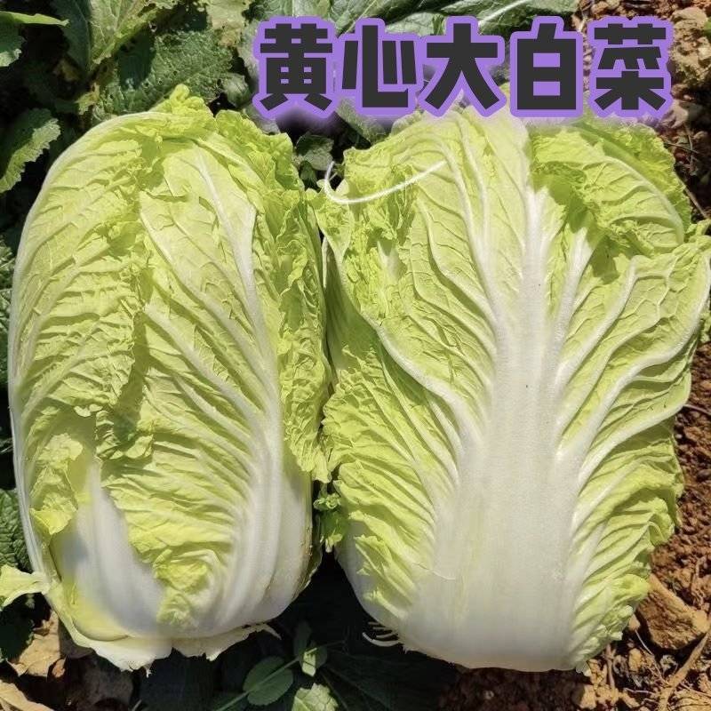 黄心大白菜，基地种植，大量上市了，毛货净货都有，欢迎联系