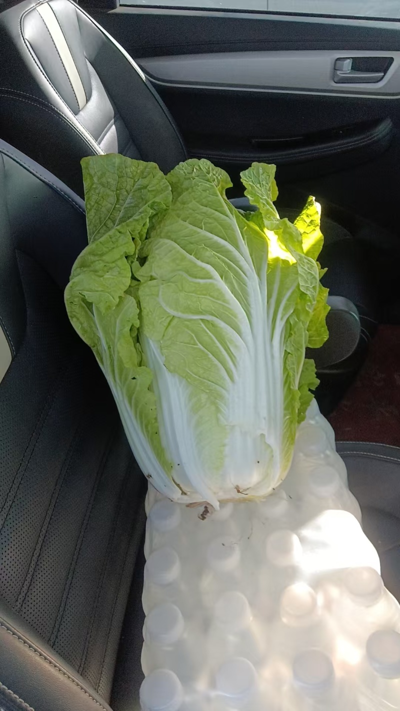 黄心大白菜，基地种植，大量上市了，毛货净货都有，欢迎联系